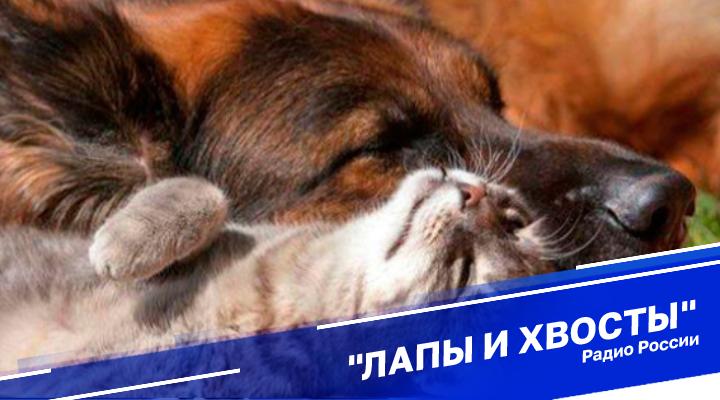 "Лапы и хвосты"